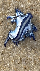 Glaucus atlanticus