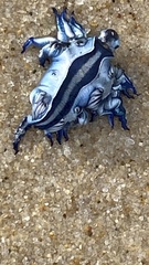 Glaucus atlanticus