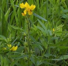 Thermopsis montana
