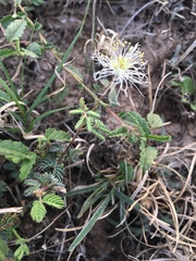 Desmanthus velutinus