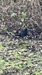 Turdus merula