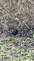 Turdus merula