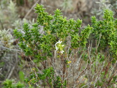 Thymus carnosus