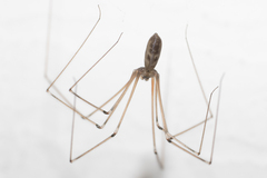 Pholcus phalangioides
