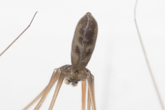 Pholcus phalangioides