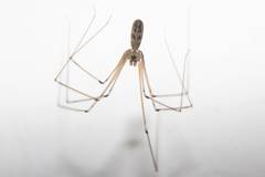 Pholcus phalangioides