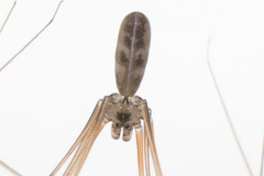 Pholcus phalangioides
