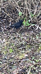 Turdus merula