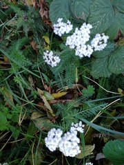 Achillea millefolium