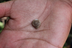 Polygyra