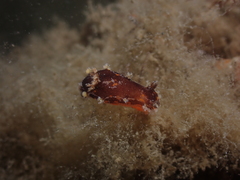Plocamopherus