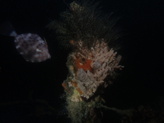 Eubalichthys mosaicus