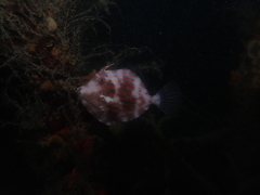 Eubalichthys mosaicus