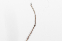 Pholcus phalangioides