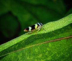 Macugonalia leucomelas