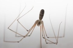 Pholcus phalangioides