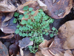 Cardamine flexuosa