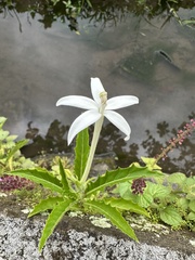 Hippobroma longiflora