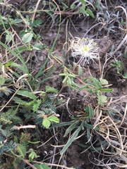 Desmanthus velutinus
