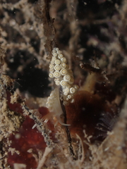 Aeolidioidea