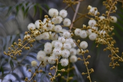 Acacia elata
