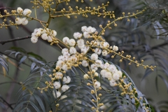 Acacia elata
