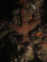 Nepanthia crassa