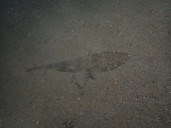 Platycephalus westraliae