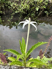 Hippobroma longiflora
