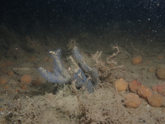 Entoprocta