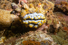 Phyllidia coelestis