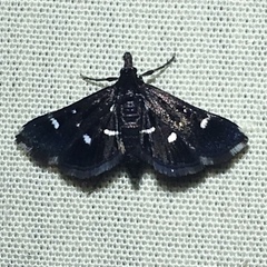 Diasemiodes nigralis