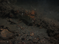 Helotes octolineatus