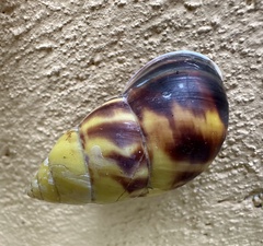 Amphidromus perversus