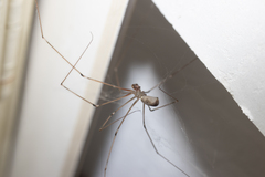 Pholcus