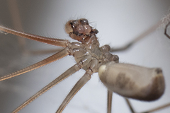 Pholcus