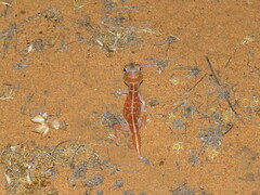 Nephrurus vertebralis