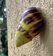 Amphidromus perversus