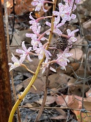 Dipodium pardalinum