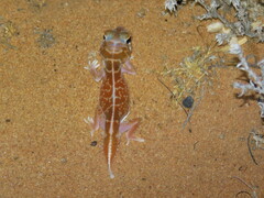 Nephrurus vertebralis