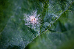Scolypopa