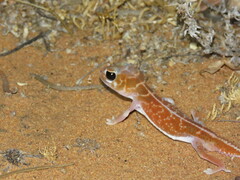 Nephrurus vertebralis