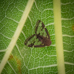 Scolypopa