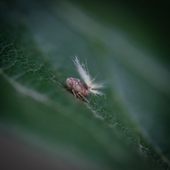 Scolypopa