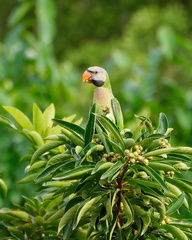 Psittacula alexandri