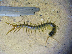 Ethmostigmus rubripes