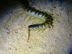 Ethmostigmus rubripes