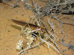 Hadrogryllacris