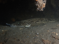 Platycephalus westraliae