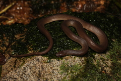 Opisthotropis typica